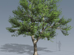 tress pack 3D Модель