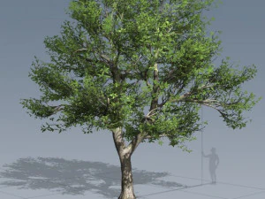 tress pack 3D Model