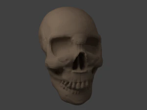 cr&acirc;nio Modelo 3D