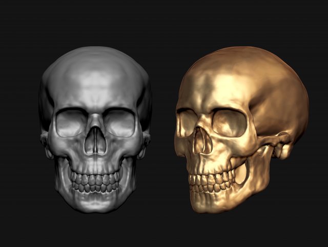 skull 3D Model .c4d .max .obj .3ds .fbx .stl .blend 