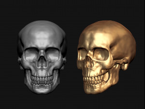 skull 3Dモデル