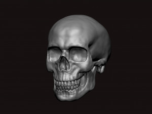 skull 3D Model