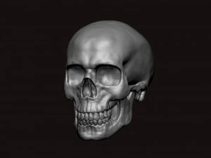 skull 3D Model