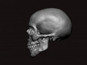 skull 3D Model