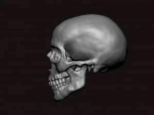 skull 3D Model