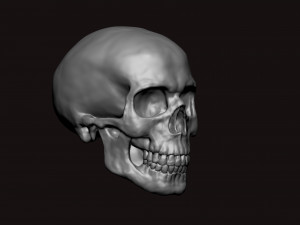 skull 3D Model
