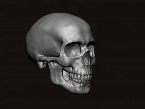 skull 3D Model