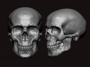 skull 3D Model