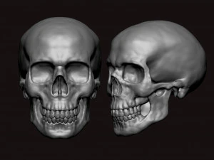 skull 3D Model