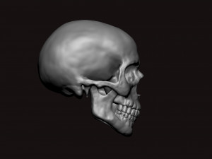 skull 3D Model
