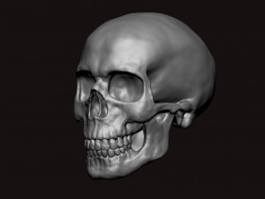 skull 3D Model