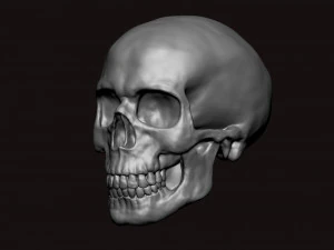 skull 3D Model