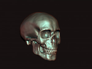 skull 3D Model