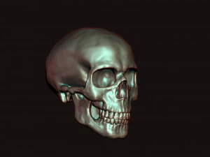 skull 3D Model