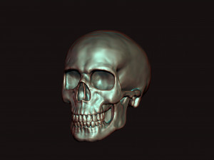 skull 3D Model