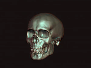 skull 3D Model