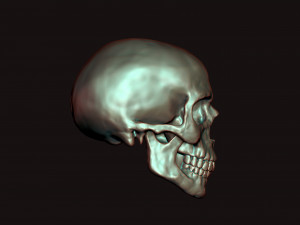 skull 3D Model