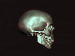 skull 3D Model