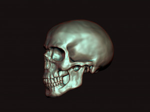 skull 3D Model