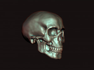skull 3D Model