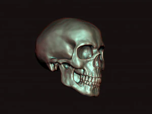 skull 3D Model