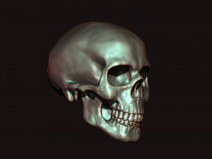 skull 3D Model