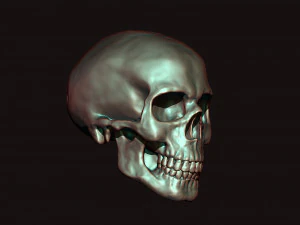 skull 3D Model