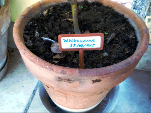 plant label Modelo de impresión 3D