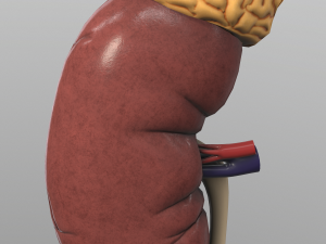 kidney Modelo 3D
