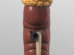 kidney Modelo 3D