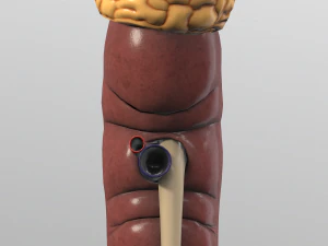 kidney 3D Model