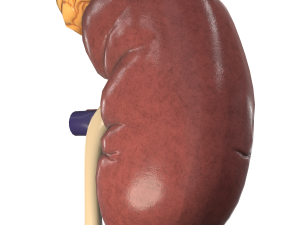 kidney Modelo 3D