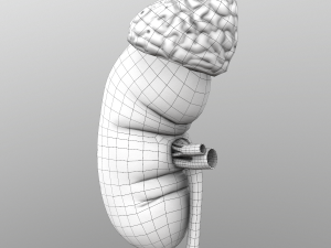 kidney Modelo 3D