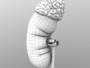 kidney 3D Model