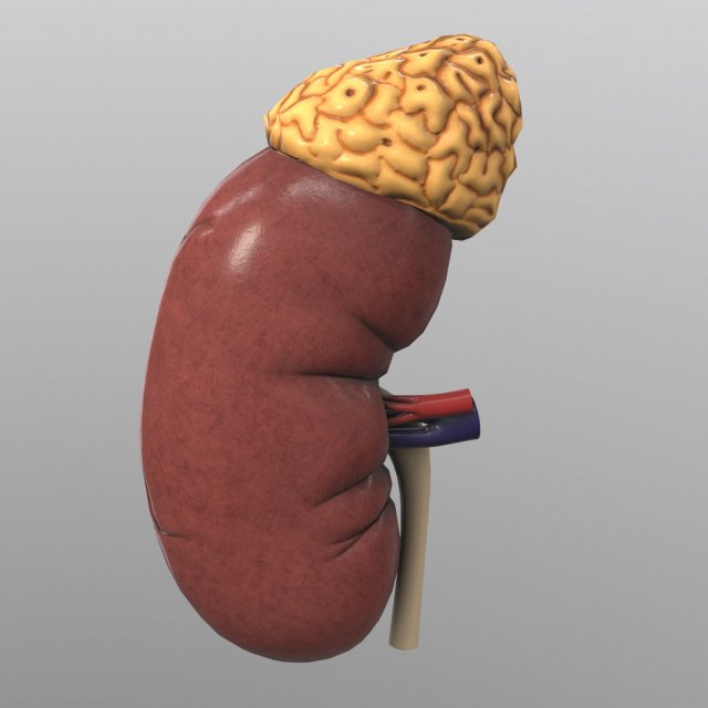 kidney Modelo 3D .c4d .max .obj .3ds .fbx .stl .blend 