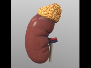 kidney 3D Model