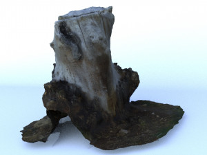 trunk 3D Model