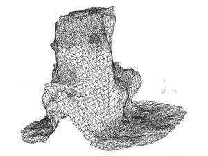 trunk 3D Model