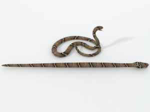 cobra snake Model 3D