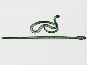 cobra snake Model 3D
