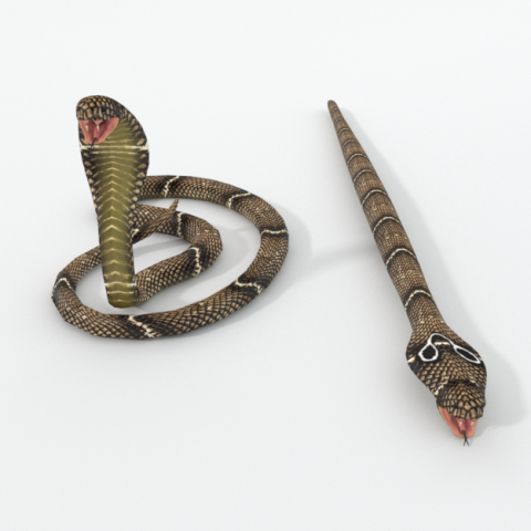 cobra snake Model 3D .c4d .max .obj .3ds .fbx .stl .blend 