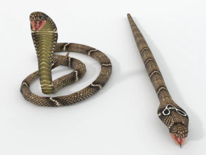 cobra snake 3D Model