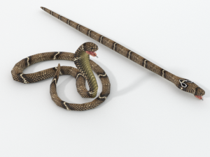 cobra snake Model 3D