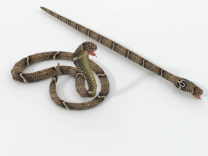 cobra snake 3D Model
