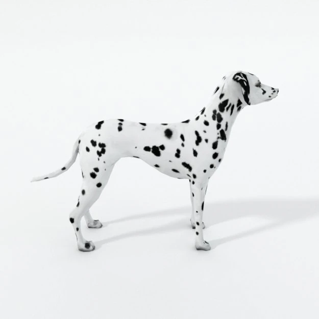 dalmatian 3D Model .c4d .max .obj .3ds .fbx .stl .blend