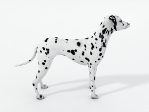 dalmatian 3D Model