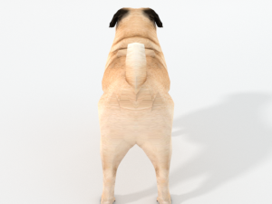 pug 3D Model