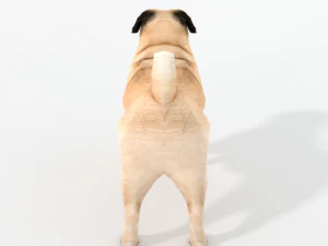 pug 3D Model