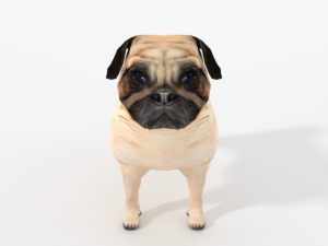 pug 3D Model