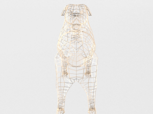 pug 3D Model